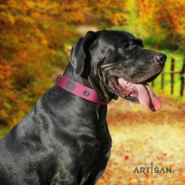 Great Dane comfy wearing leather collar with studs for your four-legged friend