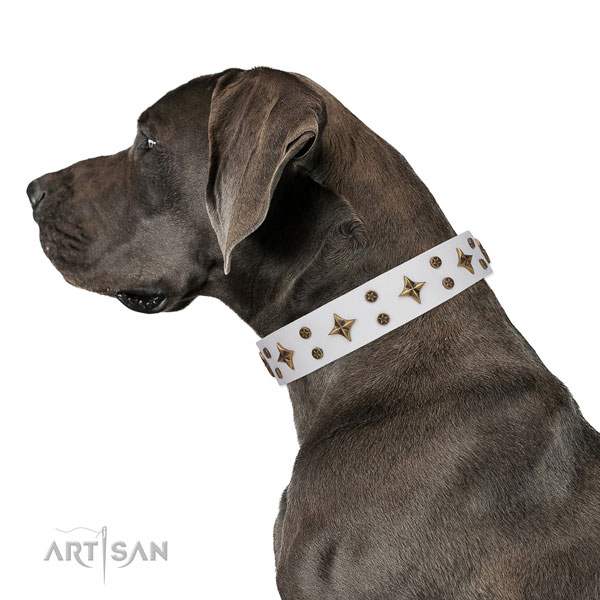 Great Dane best quality full grain genuine leather dog collar for everyday walking