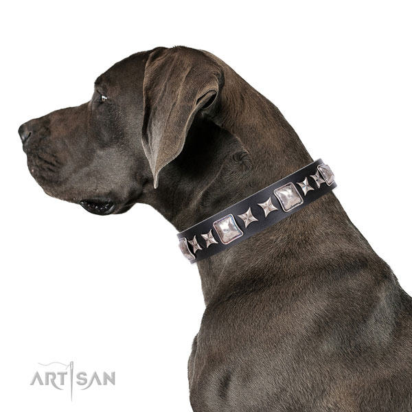 Great Dane best quality full grain natural leather dog collar for everyday use