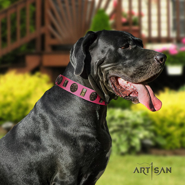 Great Dane comfy wearing full grain leather collar with decorations for your pet