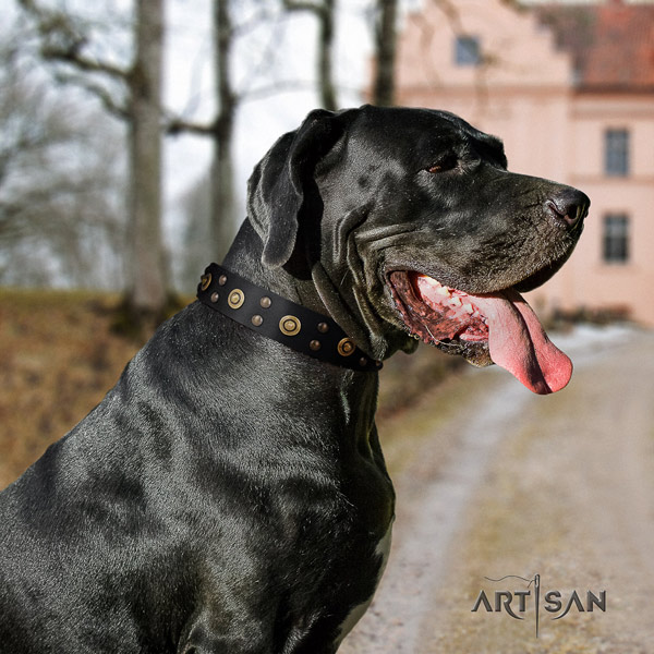 Great Dane exceptional full grain natural leather collar with rust resistant fittings