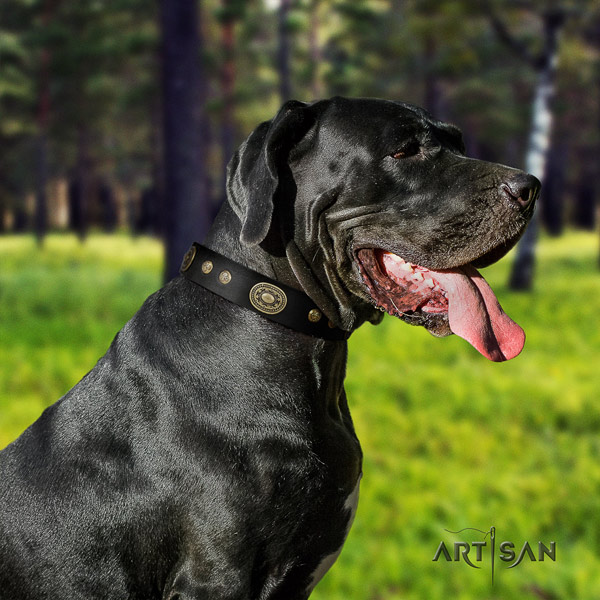 Great Dane amazing full grain natural leather collar with corrosion proof fittings