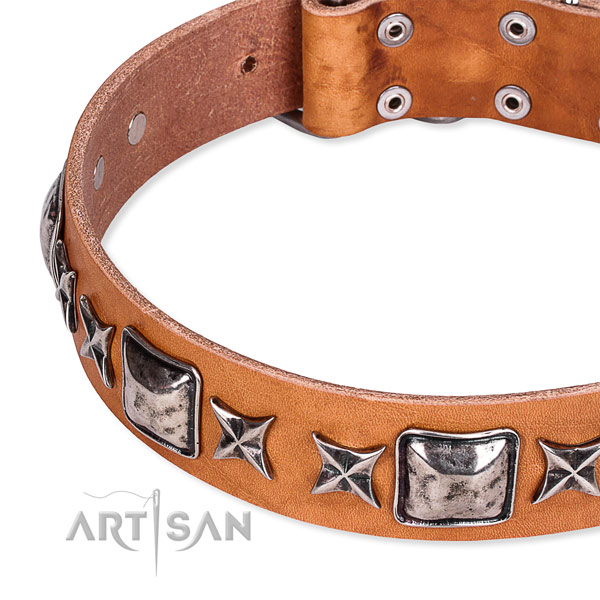 Fancy walking adorned dog collar of top notch full grain natural leather