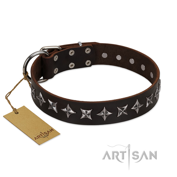 Walking dog collar of fine quality full grain leather with adornments
