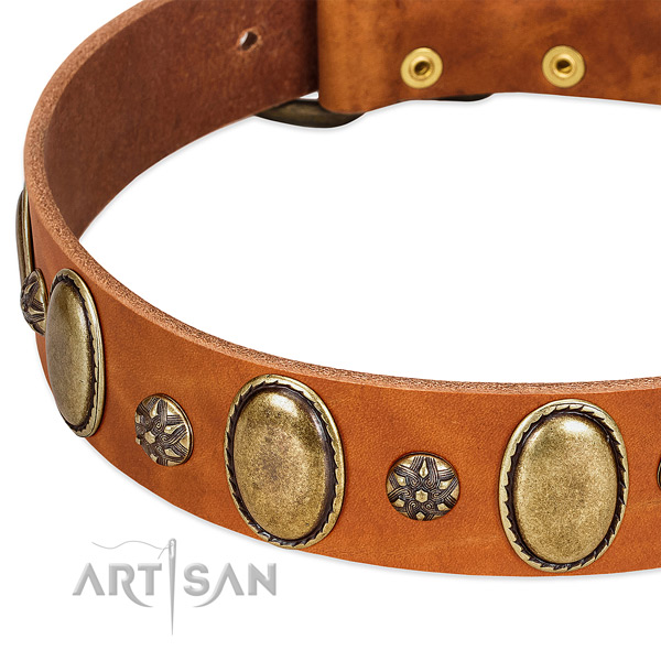 Fancy walking top rate full grain leather dog collar
