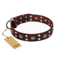 "Pirate Treasure" FDT Artisan Exciting Brown Leather Great Dane Collar with Studs