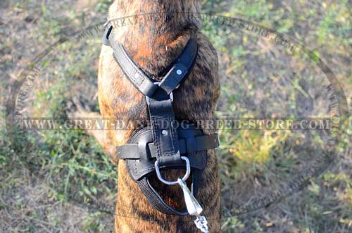 D-ring of Great Dane Harness