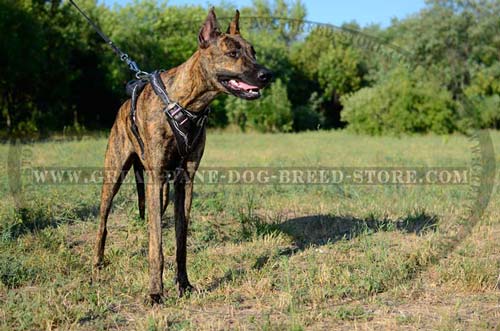 Comfortable Great Dane Harness