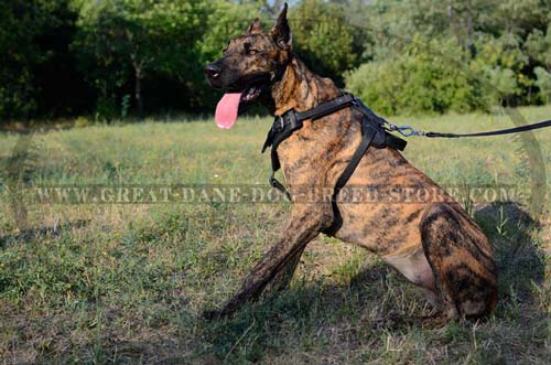 Great Dane wearing Well-made Leather Harness