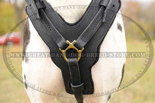Great Dane Dog Leather Harness with padded chest plate