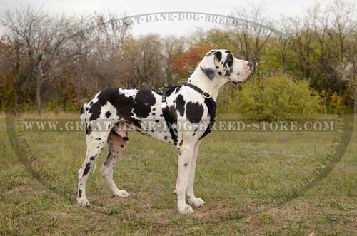 Great-Dane-Breed-Harness-With-Broad-Chest-Plate-small