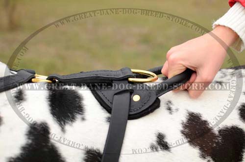 Exclusive Great Dane Dog Harness