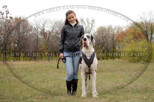 Popular Great Dane Dog Leather Harness