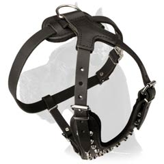 Gorgeous Great Dane Dog Leather Harness
