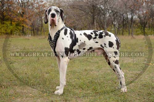 Great-Dane-Breed-Leather-Dog-Harness-With-Strong-Fittings