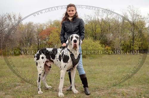 Well-made Great Dane Dog Leather Harness