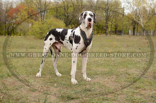 Great-Dane-Breed-Leather-Harness-For-Walking