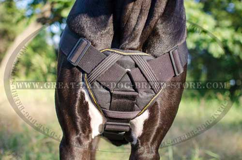 Great Dane Nylon Harness with cozy plate