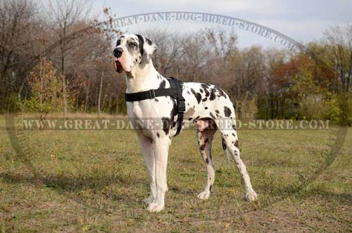 Comfortable Great Dane Nylon Harness