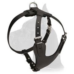 Great Dane Leather Harness with wide chest plate