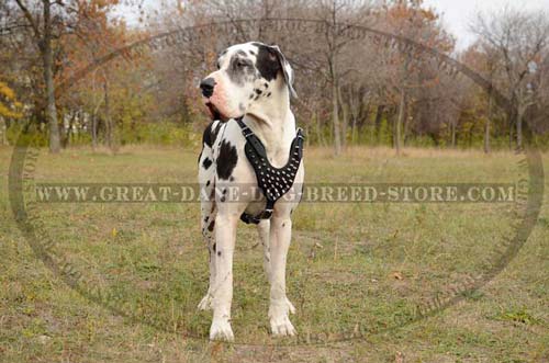 Great Dane Dog wearing Leather Harness