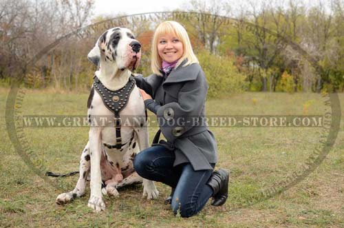 Great-Dane-Dog-Harness-With-Stylish-Design