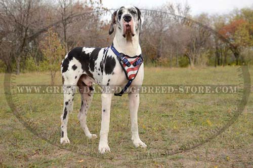 Great-Dane-Dog-Leather-Harness-With-American-Pattern