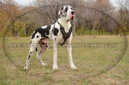 Comfortable Great Dane Dog Leather Harness