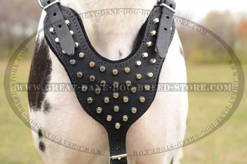 Beautiful Great Dane Breed Leather Harness