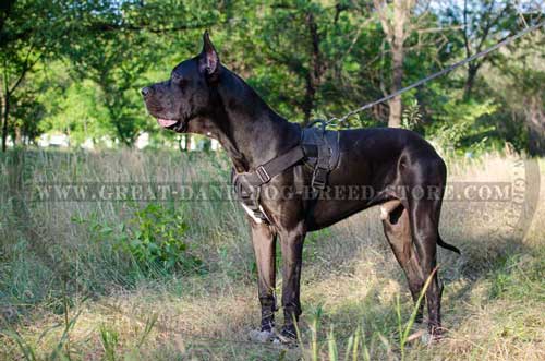 Light weight Great Dane Breed Nylon Harness