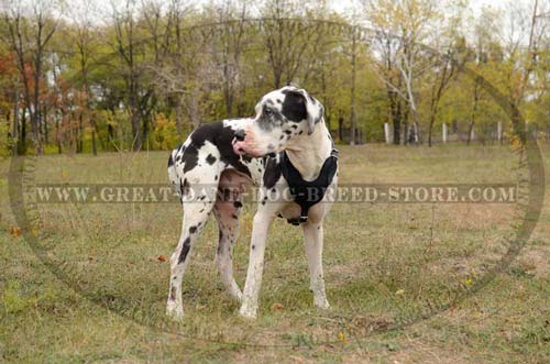 Comfortable Great Dane Dog Leather Harness