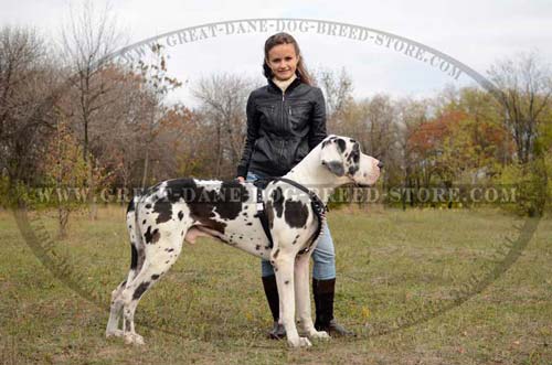 Superb Great Dane Dog Leather Harness