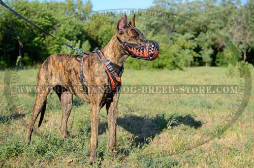 Great Dane wearing Leather Harness