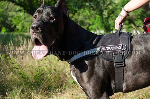 Comfortable Nylon Great Dane Harness