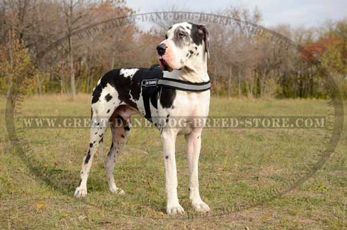 Exclusive Great Dane Harness