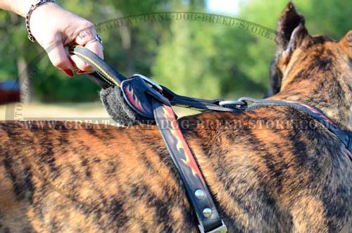 Exclusive Leather Harness