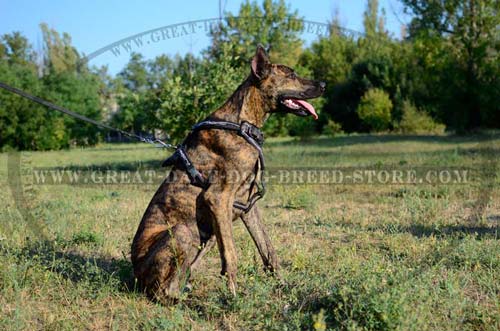 Great Dane wearing hand painted Harness