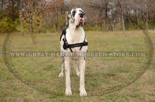 Comfortable Pulling Leather Harness