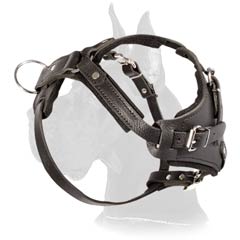 Great-Dane-Training-Harness