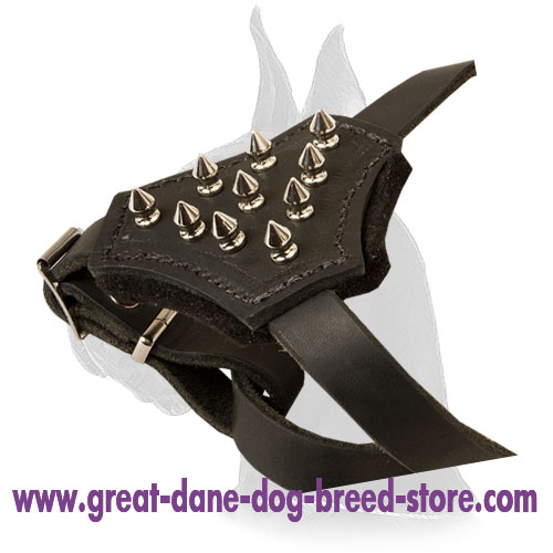 Leather Harness with studs to walk Great Dane puppy