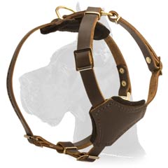 Stylish Great Dane Puppy Harness