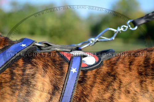 Great Dane wearing Leather Harness