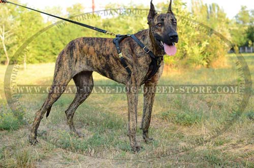 Comfortable Great Dane Harness