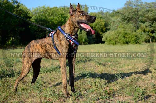 Comfortable Leather Harness