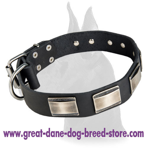 Designer Leather Collar with plates for Great Dane