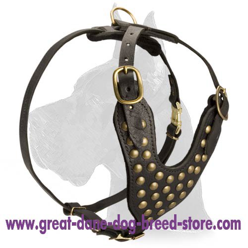 Studded Leather Harness for Great Dane