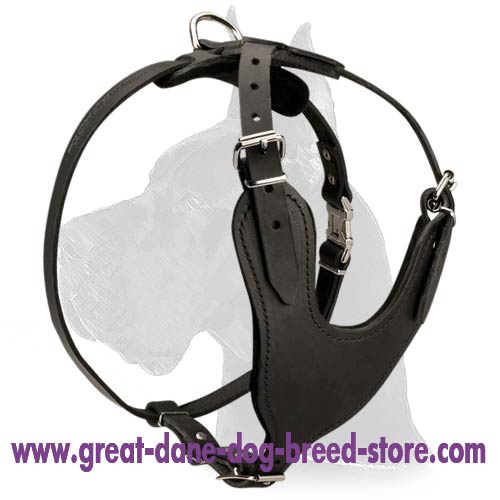 Heavy Duty Leather Harness for Great Dane
