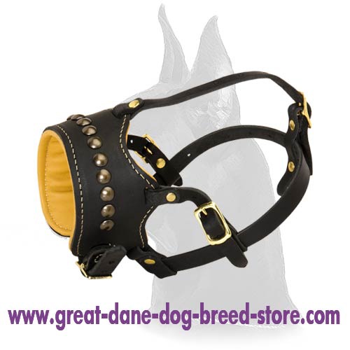 Padded Leather Muzzle with studs for Great Dane