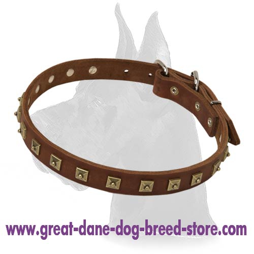 Studded Leather Collar for Great Dane
