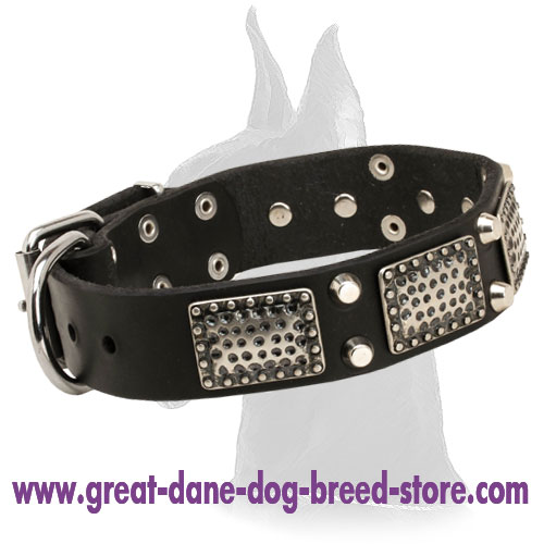 Handsome War Leather Collar With Nickel Plates and Pyramids for Great Dane